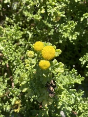 Oncosiphon sabulosus