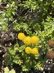 Oncosiphon sabulosus