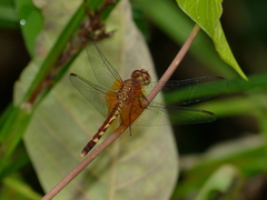 Erythrodiplax fervida