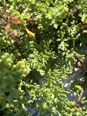 Oncosiphon sabulosus