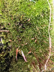 Dicranella heteromalla