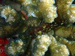 Sebastapistes cyanostigma