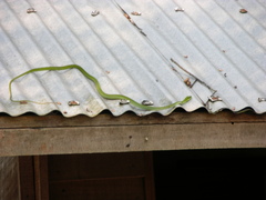 Hapsidophrys smaragdinus