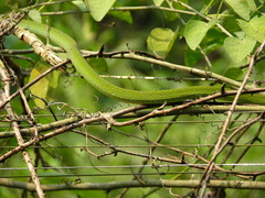 Hapsidophrys smaragdinus