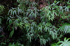 Gleichenella pectinata