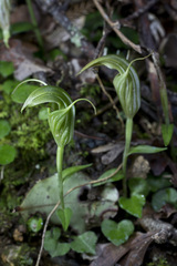 Pterostylis alobula