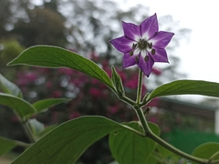 Capsicum pubescens