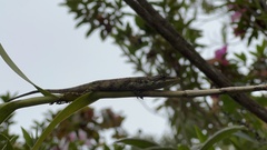Anolis solitarius