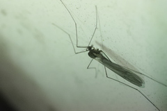 Trichoceridae