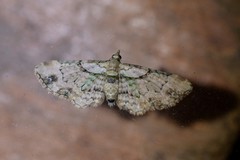 Chloroclystis sphragitis