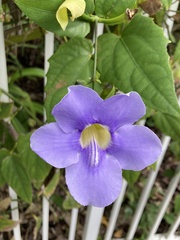 Thunbergia grandiflora