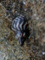 Echinolittorina