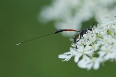 Gasteruption jaculator