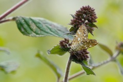 Elophila nymphaeata