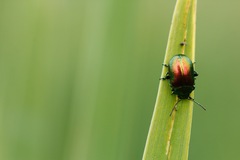 Chrysolina graminis