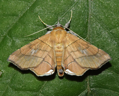 Gracilodes caffra