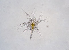 Epopella plicata