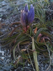 Gentiana decumbens