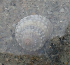 Cenchritis muricatus
