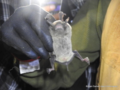 Pteronotus mesoamericanus