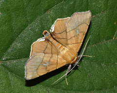Gracilodes caffra