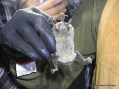 Pteronotus mesoamericanus