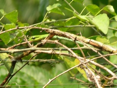 Hapsidophrys smaragdinus