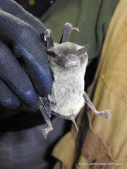 Pteronotus mesoamericanus