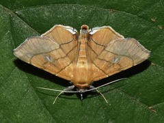 Gracilodes caffra