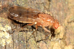 Suillia quinquepunctata