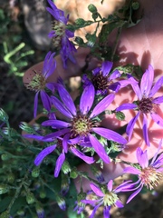 Symphyotrichum phlogifolium