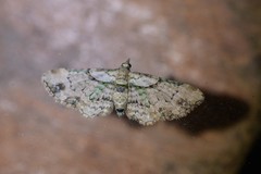 Chloroclystis sphragitis