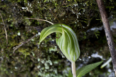 Pterostylis alobula