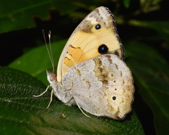 Junonia hierta cebrene