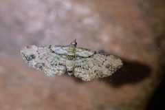 Chloroclystis sphragitis