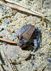 Leptodactylus savagei