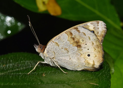Junonia hierta cebrene