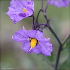Solanum xanti