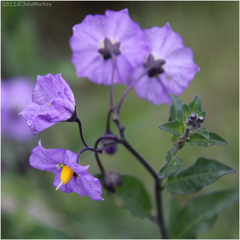 Solanum xanti