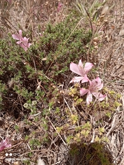 Alstroemeria hookeri hookeri