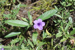Ruellia simplex