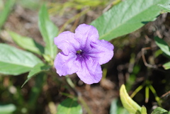 Ruellia simplex