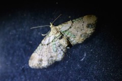 Chloroclystis sphragitis