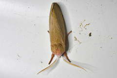 Cryptophasa rubescens
