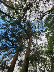 Cryptomeria japonica