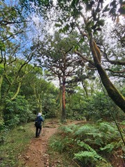 Cryptomeria japonica