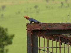 Agama agama