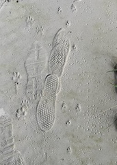 Sylvilagus aquaticus