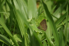 Hermeuptychia hermes
