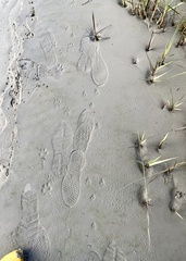 Sylvilagus aquaticus